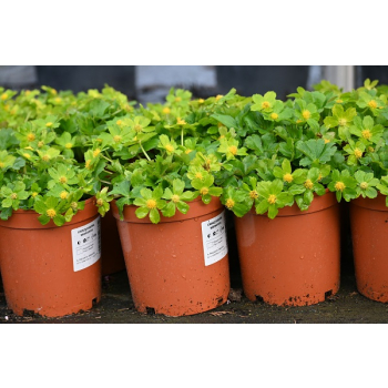 Cieszynianka wiosenna - Hacquetia epipactis