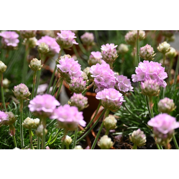 Zawciąg nadmorski Glory of Holland - Armeria maritima