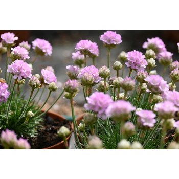 Zawciąg nadmorski Glory of Holland - Armeria maritima