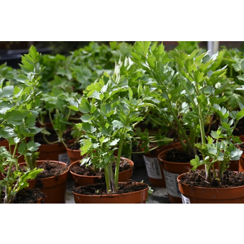 Lubczyk-Levisticum officinale