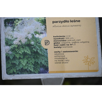 Parzydło leśne - Aruncus dioicus (sylvestris)