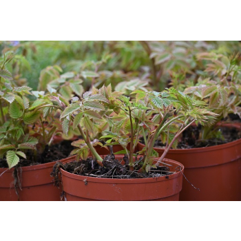 Parzydło leśne - Aruncus dioicus (sylvestris)