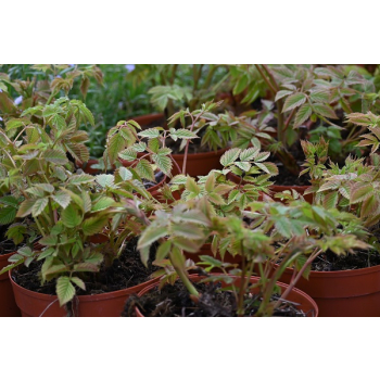 Parzydło leśne - Aruncus dioicus (sylvestris)