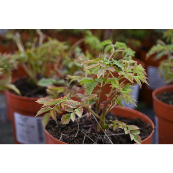 Parzydło leśne - Aruncus dioicus (sylvestris)