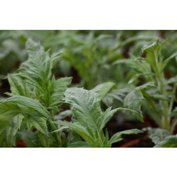 Przegorzan-Echinops ritro