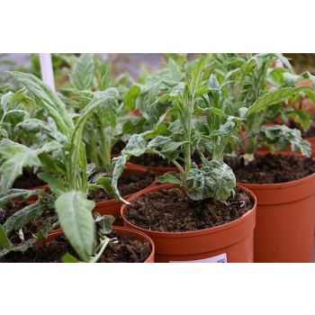 Przegorzan-Echinops ritro
