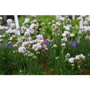 Zawciąg nadmorski Abbey White - Armeria maritima