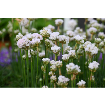 Zawciąg nadmorski Abbey White - Armeria maritima
