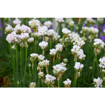 Zawciąg nadmorski Abbey White - Armeria maritima