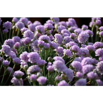 Zawciąg nadmorski Glory of Holland - Armeria maritima