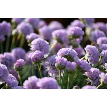 Zawciąg nadmorski Glory of Holland - Armeria maritima