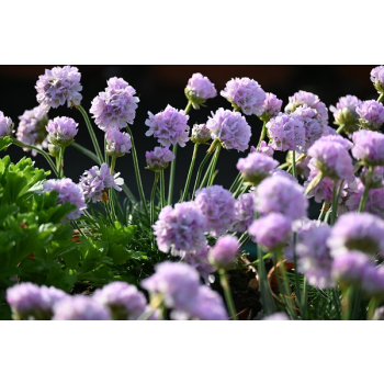 Zawciąg nadmorski Glory of Holland - Armeria maritima