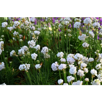 Zawciąg nadmorski Abbey White - Armeria maritima