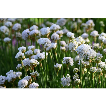 Zawciąg nadmorski Abbey White - Armeria maritima