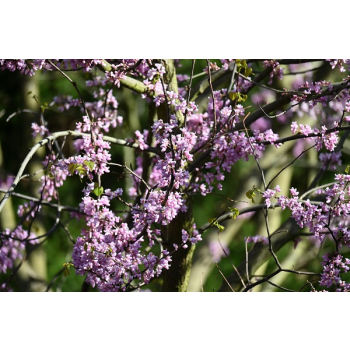 Judaszowiec kanadyjski-Cercis canadensis