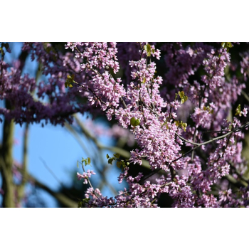 Judaszowiec kanadyjski-Cercis canadensis