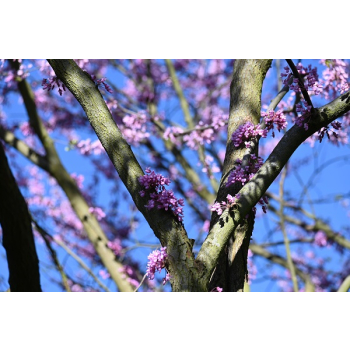 Judaszowiec kanadyjski-Cercis canadensis