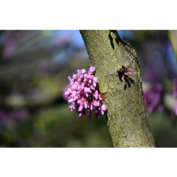 Judaszowiec kanadyjski-Cercis canadensis