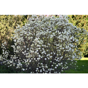 Fotergilla mieszańcowa Beaver Creek - Fothergilla x intermedia