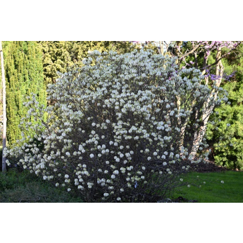 Fotergilla mieszańcowa Beaver Creek - Fothergilla x intermedia