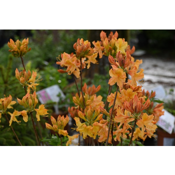 Azalia wielkokwiatowa-Rhododendron
