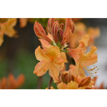 Azalia wielkokwiatowa-Rhododendron
