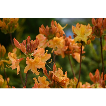 Azalia wielkokwiatowa-Rhododendron
