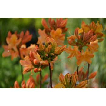 Azalia wielkokwiatowa-Rhododendron