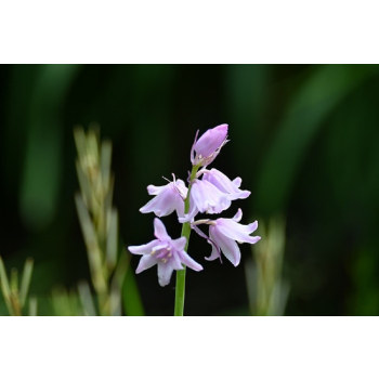 Cebulica różowa - Scilla campanulata
