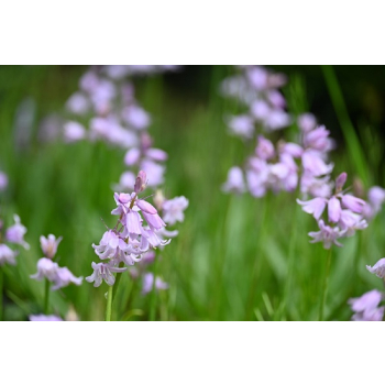 Cebulica różowa - Scilla campanulata