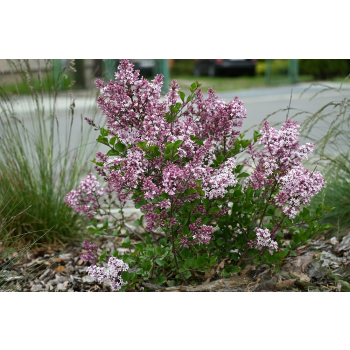 Lilak Meyera Palibin - Syringa meyerii