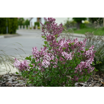 Lilak Meyera Palibin - Syringa meyerii