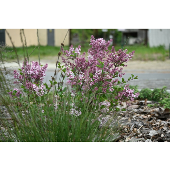 Lilak Meyera Palibin - Syringa meyerii