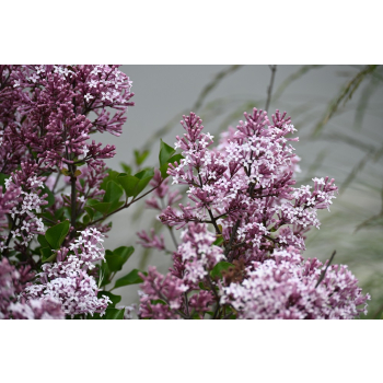 Lilak Meyera Palibin - Syringa meyerii