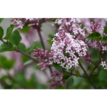 Lilak Meyera Palibin - Syringa meyerii