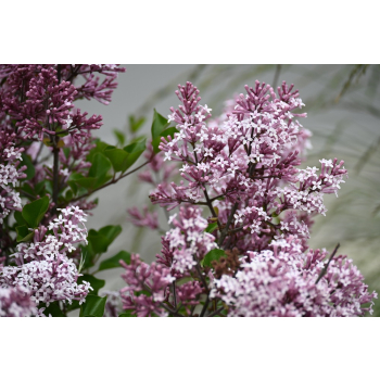 Lilak Meyera Palibin - Syringa meyerii
