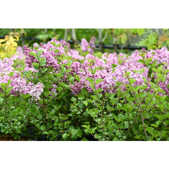 Lilak Meyera Palibin - Syringa meyerii