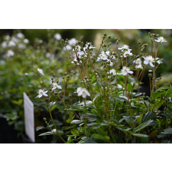Pięciornik trójząbkowy Nuuk-Potentilla tridentana