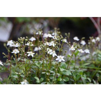 Pięciornik trójząbkowy Nuuk-Potentilla tridentana