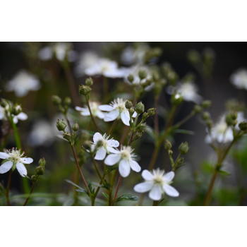 Pięciornik trójząbkowy Nuuk-Potentilla tridentana