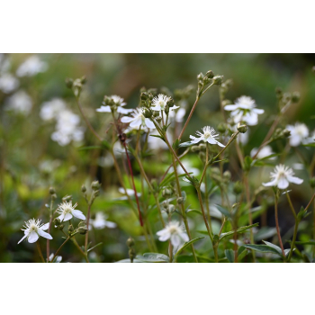 Pięciornik trójząbkowy Nuuk-Potentilla tridentana