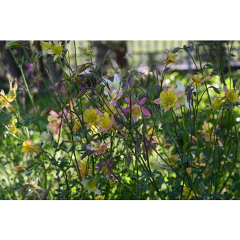 Orlik błękitny Scott Elliott-Aquilegia caerulea