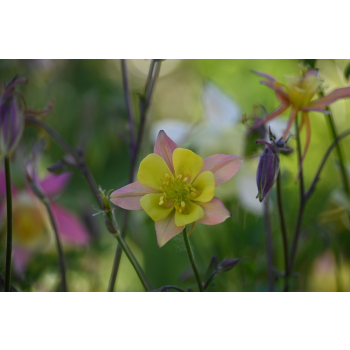 Orlik błękitny Scott Elliott-Aquilegia caerulea