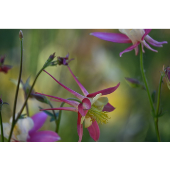 Orlik błękitny Scott Elliott-Aquilegia caerulea