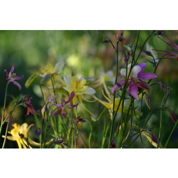 Orlik błękitny Scott Elliott-Aquilegia caerulea
