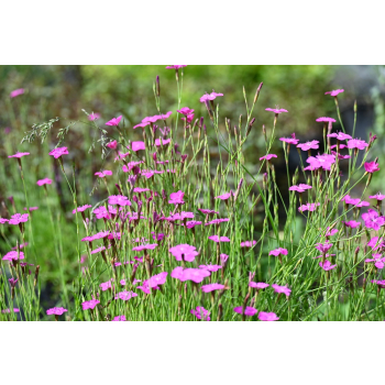 Goździk kropkowany - Dianthus deltoides