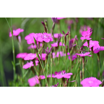 Goździk kropkowany - Dianthus deltoides