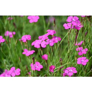Goździk kropkowany - Dianthus deltoides