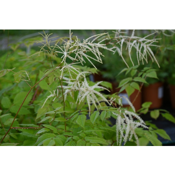 Parzydło leśne - Aruncus dioicus (sylvestris)
