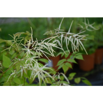 Parzydło leśne - Aruncus dioicus (sylvestris)